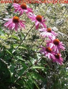 masolat-echinacea-2