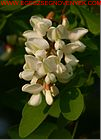 robinia-pseudoacacia