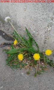 taraxacum-officinale